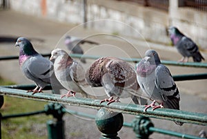 Row of pigeons