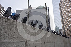 A row of pigeons resting on a wall in a urban setting