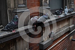 Row of Pigeons on the Side of an Old Brick Building in Greenwich Village of New York City