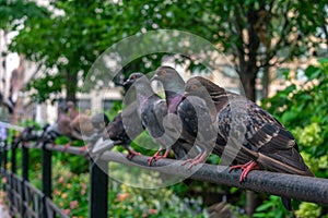 A Row of Pigeons at Union Square Park in New York City