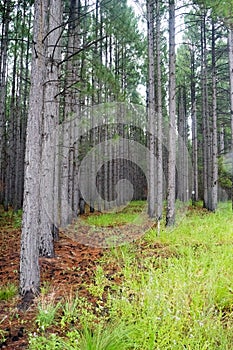 Row Of Pine Trees