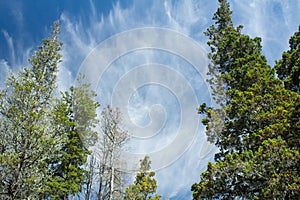 Row of pine trees and blue sky with clouds