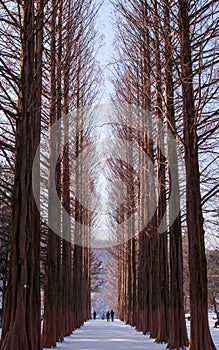 Row of pine trees at Nami island, Korea