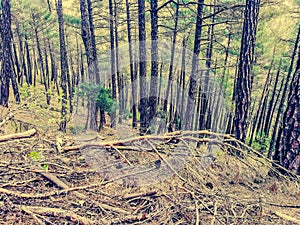 Row of pine trees reaching