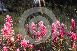 A row of pink Indian Paintbrush flowers in bloom