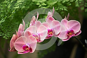 Row of pink and magenta orchids