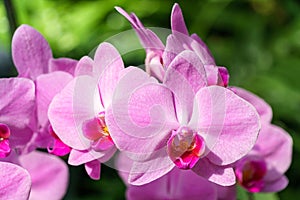 Row of pink moth orchids in bloom