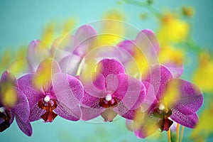 Row of pink orchid blooms overlayed with unsharp yellow orchid blooms photo