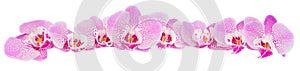 Row of pink orchid flowers photo