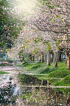 Row of Pink Trumpet Tree in the park with lake