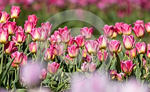 Row of pink Tulip flowers in the farm at Holland, Michigan