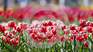 Row of pink Tulip flowers in Holland, Michigan during spring time