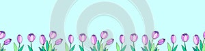 Row of pink tulip flowers. Vector hand drawn spring background isolated. Horizontal bottom edging, border, decoration for greeting