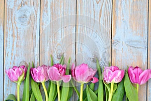 Row of pink tulips on a blue grey knotted old wooden background with empty space layout