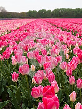 Row of pink tulips