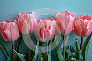 A row of pink tulips on a light blue background, in a flat lay style.