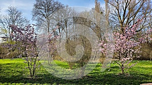 Row of pinkflowered trees in park under a blue sky Japanese cherry blossom Maschsee Hanover