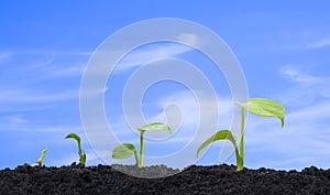 Row of plant seedlings growing on fertile soil in 4 germination sequence steps against blue sky background