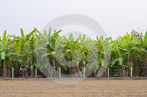 Row of Plantation Banana Trees