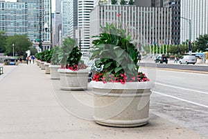 Row of Planters with Flowers and Plants on Randolph Street in Downtown Chicago photo