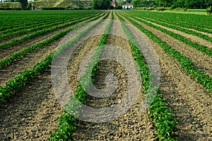 Row of plants in a field photo