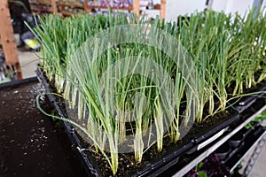 A row of plants are in a greenhouse, with some of them being onions