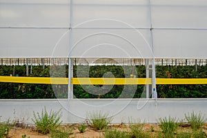 A row of plastic covered bow house tents for raspberry production