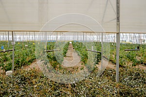 A row of plastic covered bow house tents for raspberry production