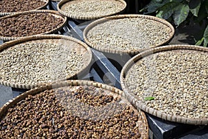 A row of the plates with raw beans of luwak coffee on the wooden table dries. Kopi luwak or civet coffee is one of the world`s mo