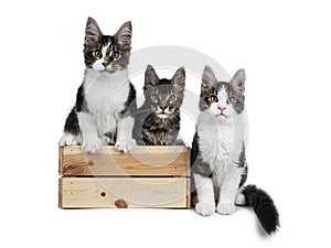 Row of playing Maine Coon cat kittens, Isolated on white background.