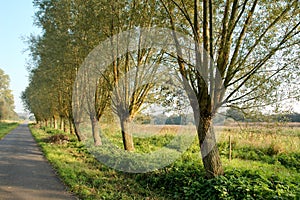 Row of pollard willows at a country lane photo