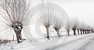 Row pollard willows in a street photo