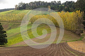 Row of poplar trees in the Dandenong Ranges