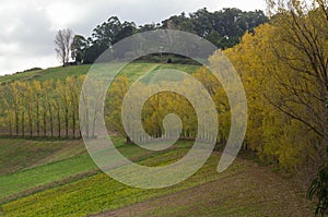 Row of poplar trees in the Dandenong Ranges photo