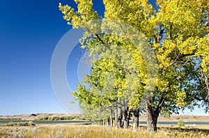 Row of Poplar Trees with fall colors and Lake Diefenbaker