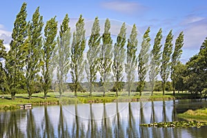 Row of Poplar Trees