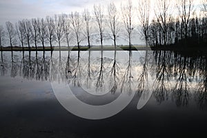 Row of poplar trees reflecting in the water of the non frozen ice court