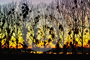 Row of poplars full of mistletoe Viscum album