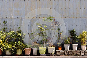 row of pots with plants and small trees in front of a corrugated iron wall