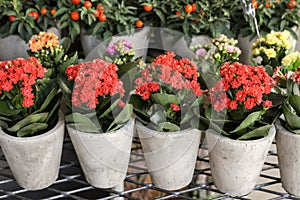 Row of potted coral red kalanchoe blossfeldiana plant in the garden shop