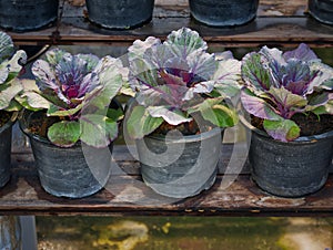 A Row of Potted Plants on Wooden Shelves