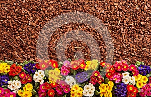 Row of primrose flowers and mulch background