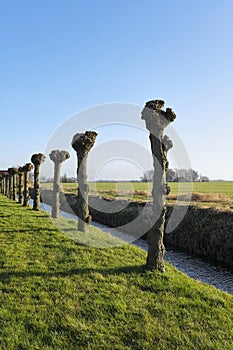 A row of pruned pollard willows in early spring