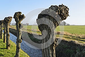 A row of pruned pollard willows in early spring