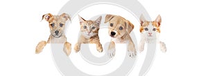 Row of puppies and kittens over blank banner