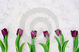 Row of purple spring tulip flowers against a light stone background. Flat lay. Copy space. Mothers Day