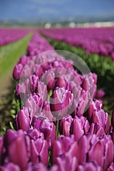 Row of purple tulips outdoors