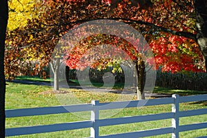 A row of rainbow autumn trees and a fence