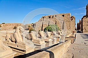 Row of ramheaded sphinxes