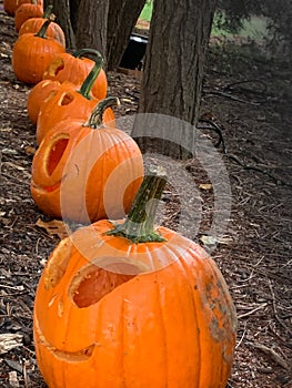 A row of real halloween pumpkins jack o lantern